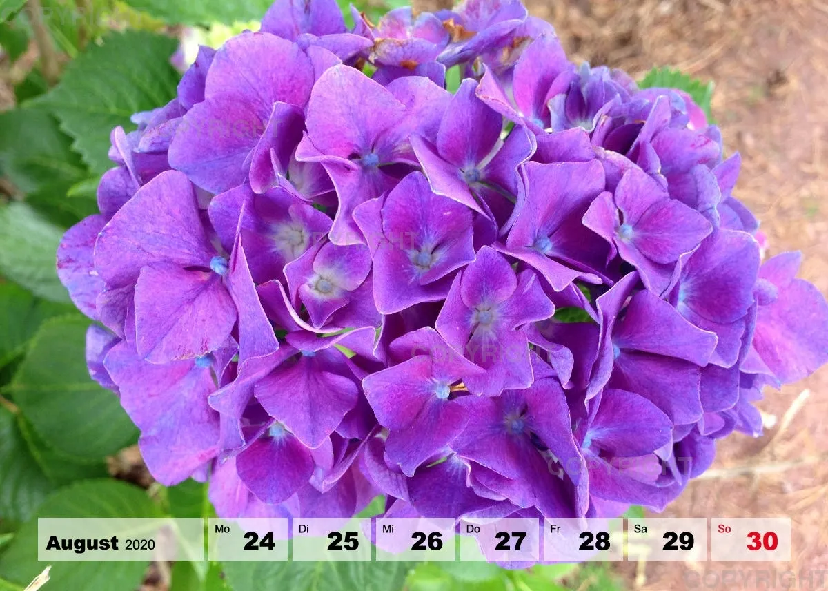 Blumen / Nr. 1 Tisch