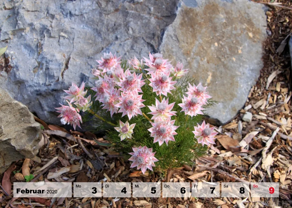 Blumen / Nr. 1 Tisch