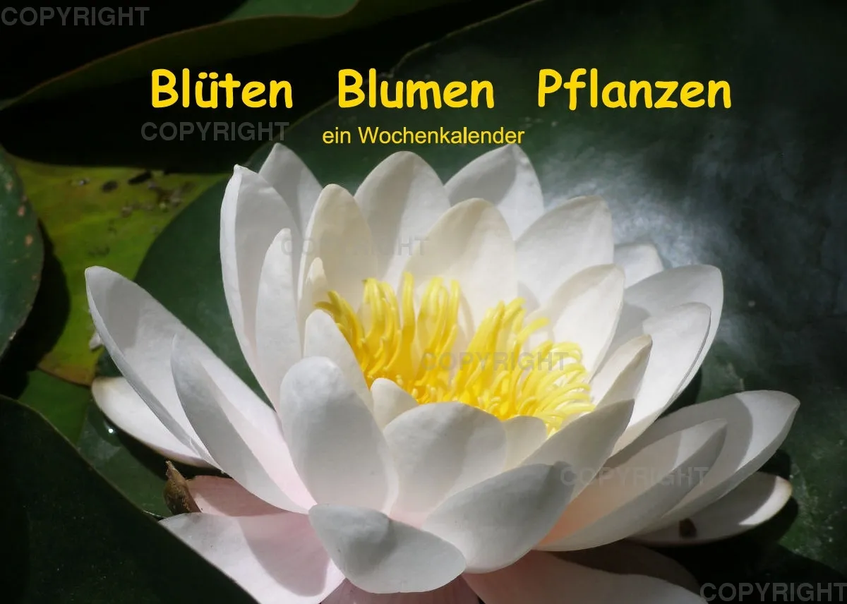 Blumen / Nr. 1 Tisch