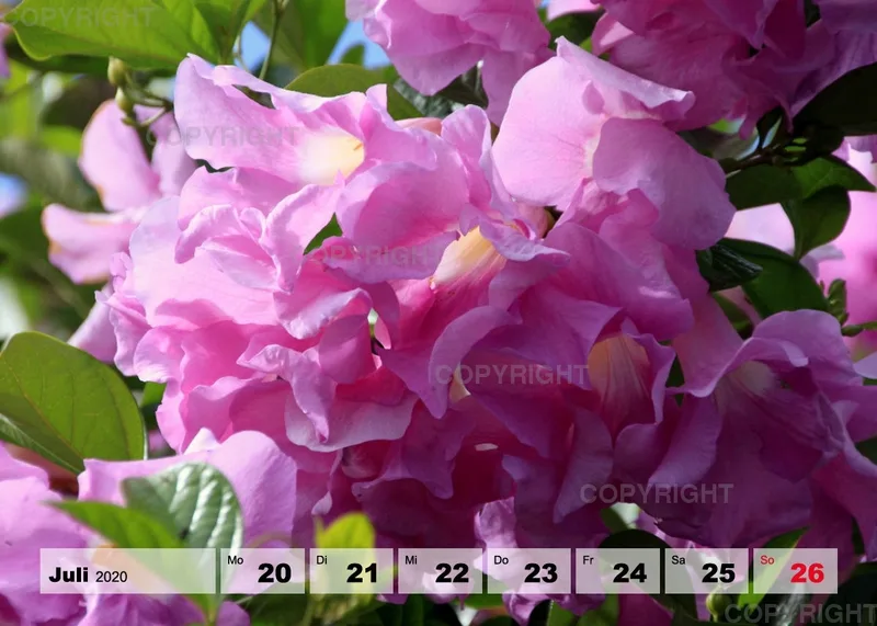 Blumen / Nr. 1 Tisch