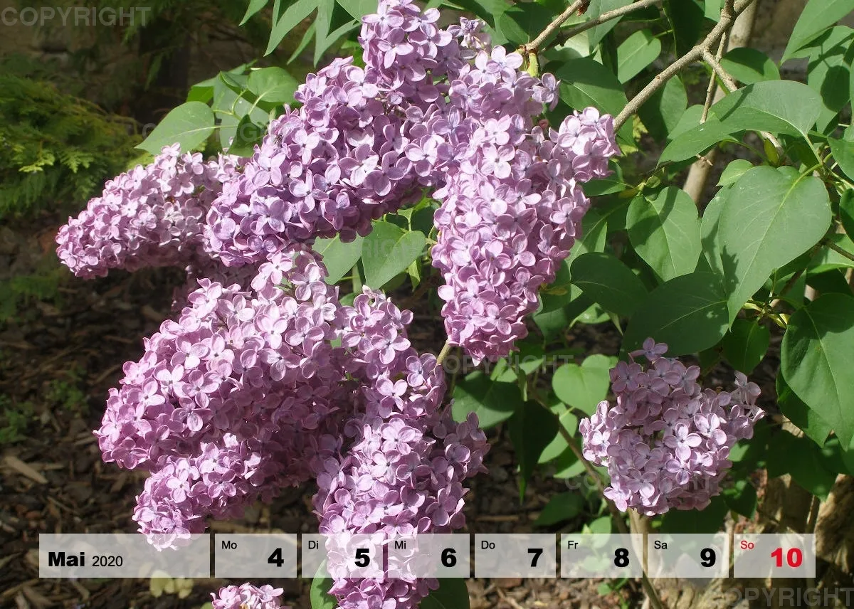 Blumen / Nr. 1 Tisch