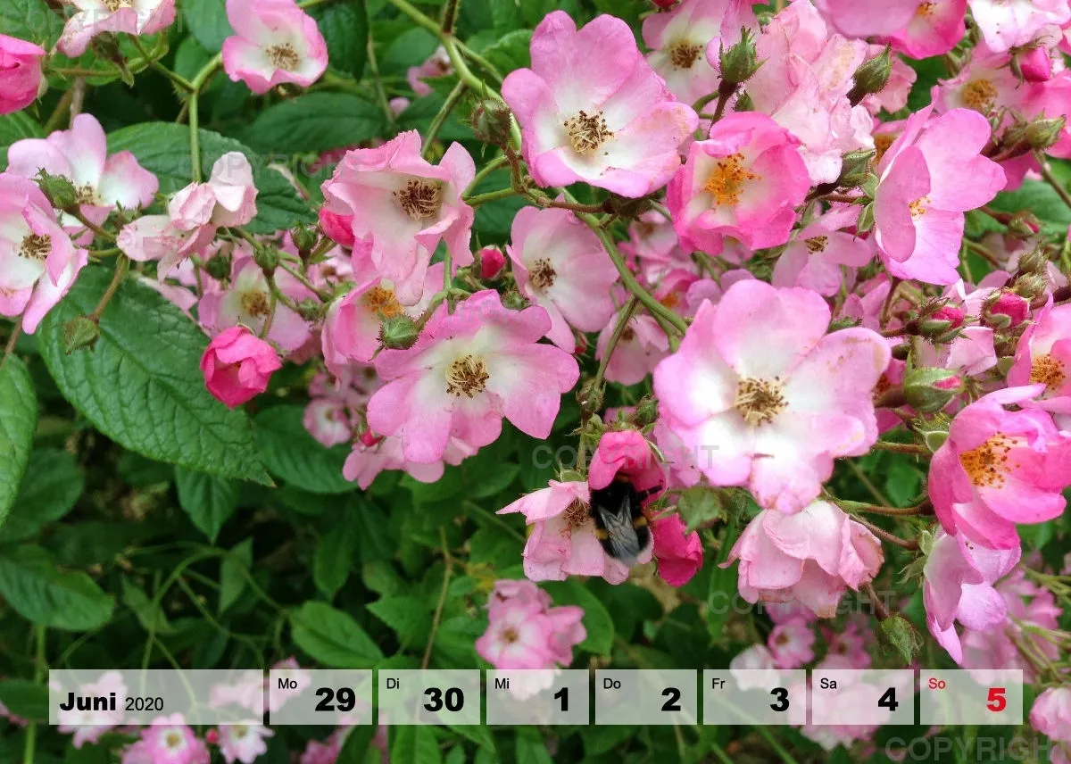 Blumen / Nr. 1 Tisch
