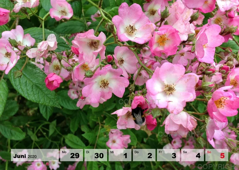 Blumen / Nr. 1 Tisch