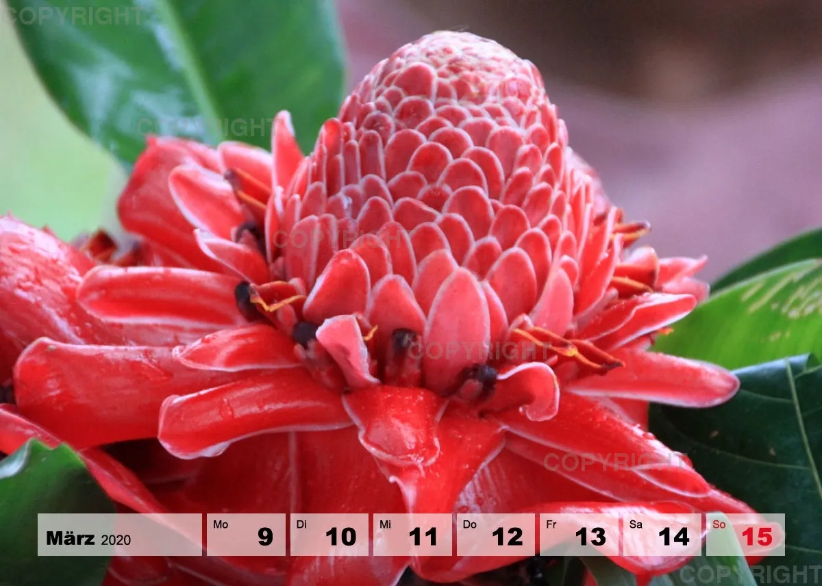 Blumen / Nr. 1 Tisch