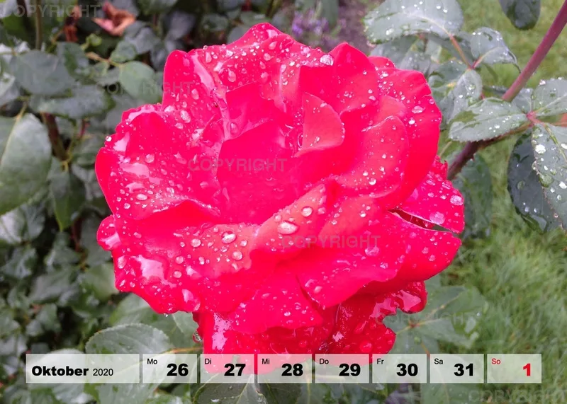 Blumen / Nr. 1 Tisch