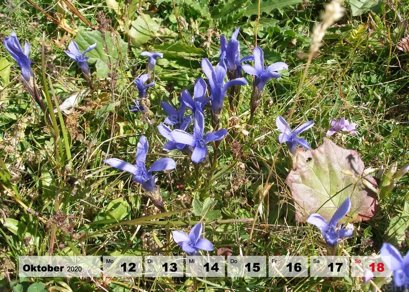 Blumen / Nr. 1 Tisch