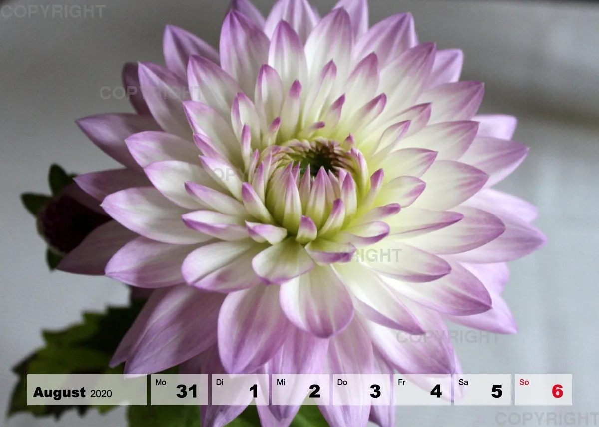 Blumen / Nr. 1 Tisch