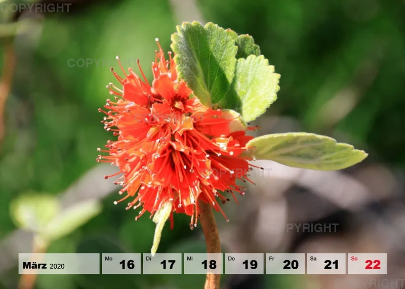 Blumen / Nr. 1 Tisch