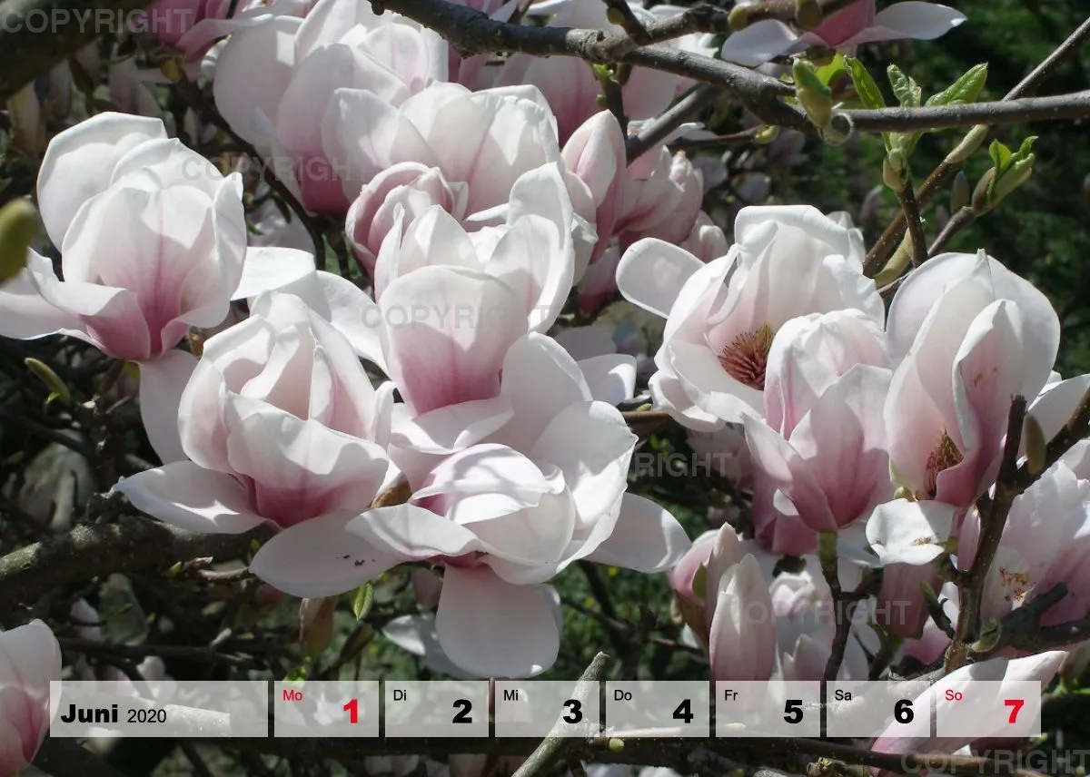 Blumen / Nr. 1 Tisch