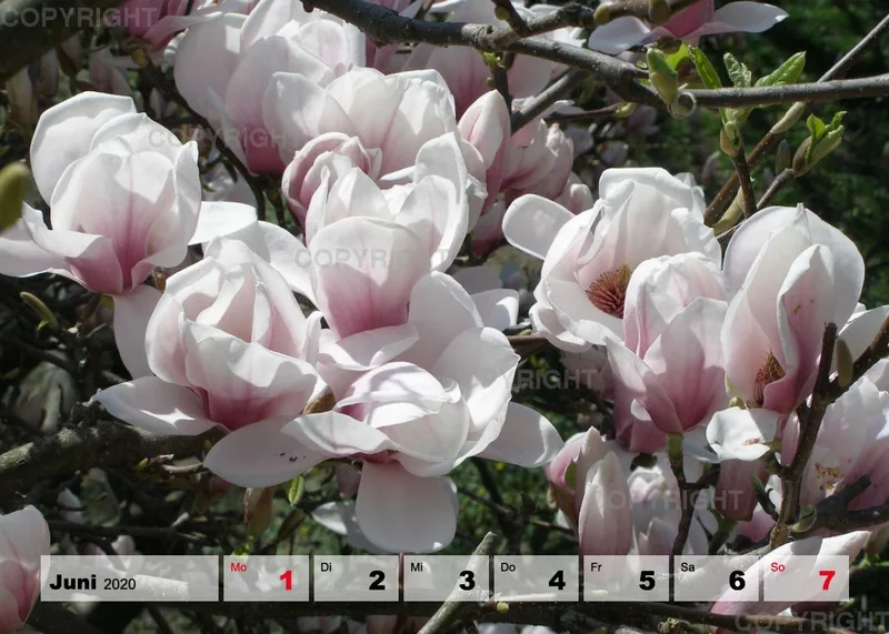 Blumen / Nr. 1 Tisch