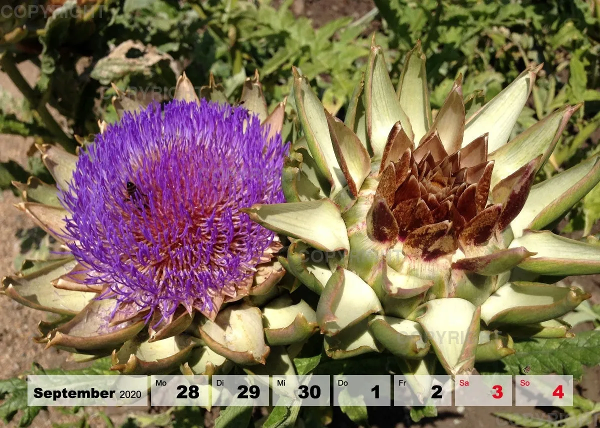 Blumen / Nr. 1 Tisch