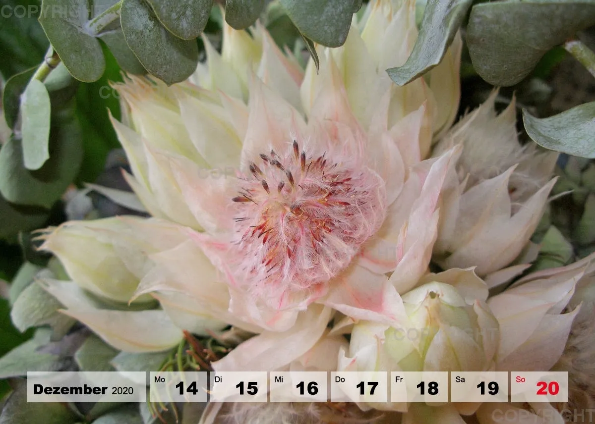Blumen / Nr. 1 Tisch