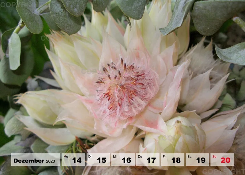 Blumen / Nr. 1 Tisch