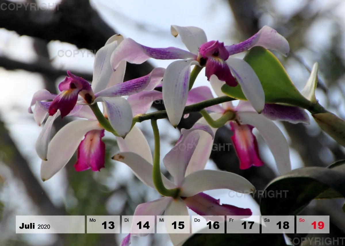 Blumen / Nr. 1 Tisch