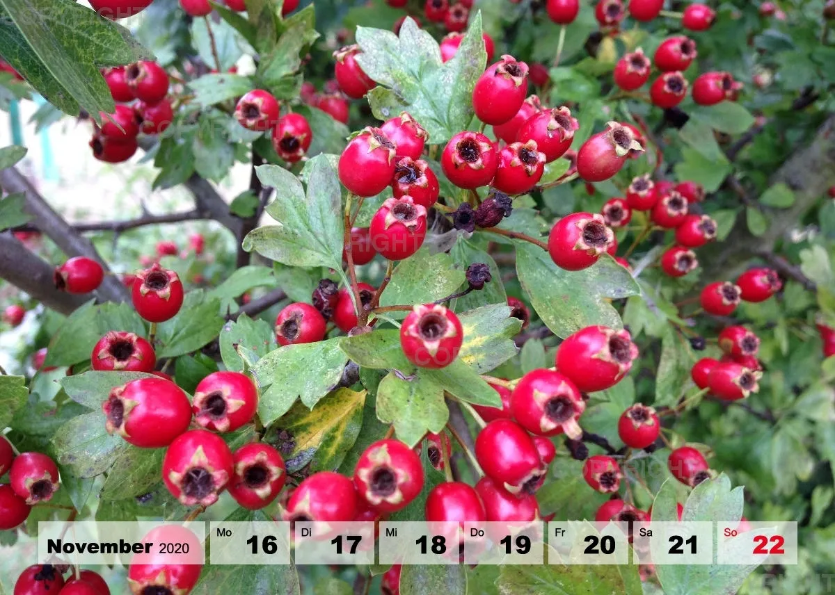 Blumen / Nr. 1 Tisch