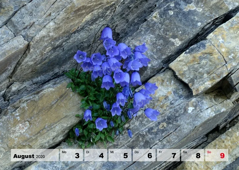 Blumen / Nr. 1 Tisch