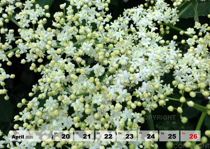 Blumen / Nr. 1 Tisch