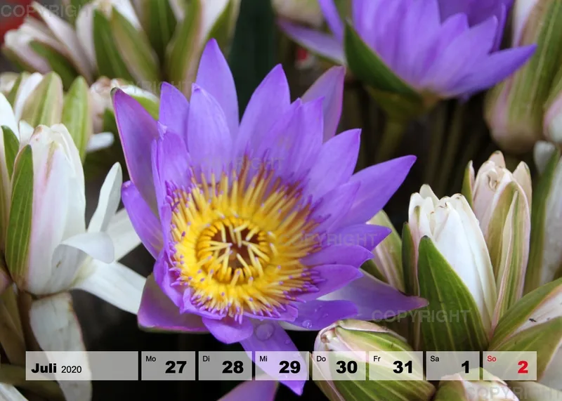 Blumen / Nr. 1 Tisch