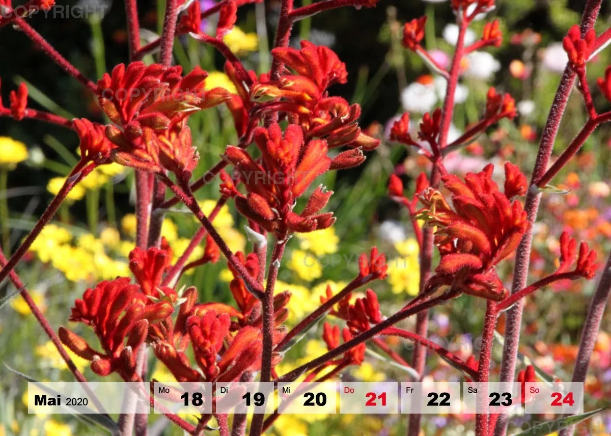 Blumen / Nr. 1 Tisch
