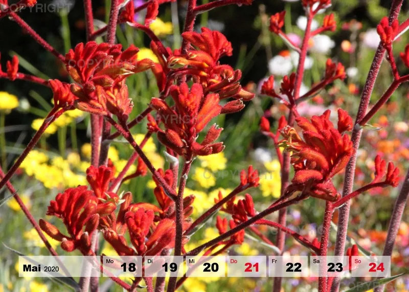 Blumen / Nr. 1 Tisch