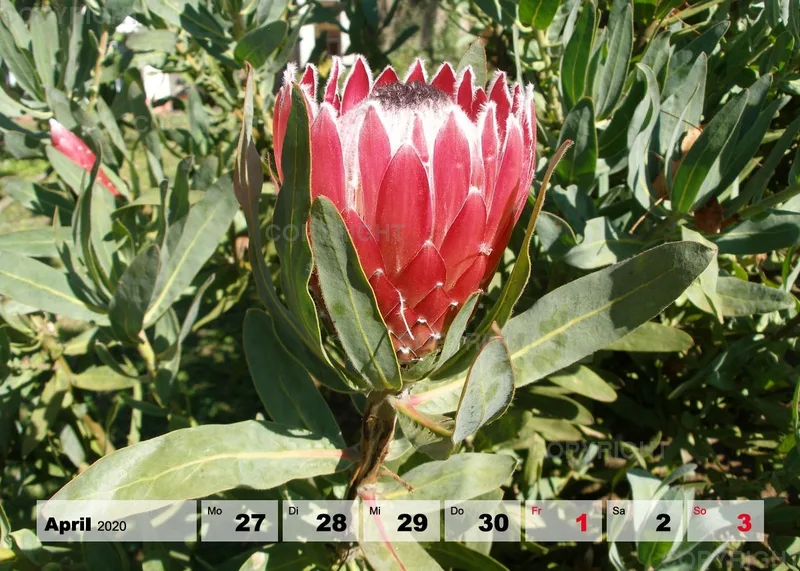 Blumen / Nr. 1 Tisch