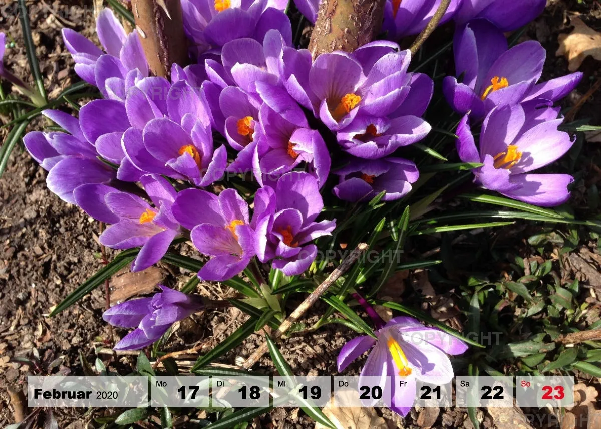 Blumen / Nr. 1 Tisch