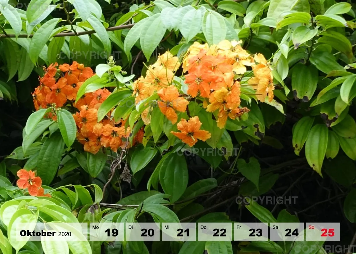 Blumen / Nr. 1 Tisch
