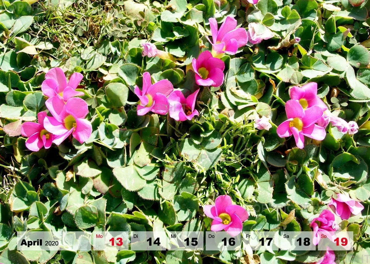 Blumen / Nr. 1 Tisch