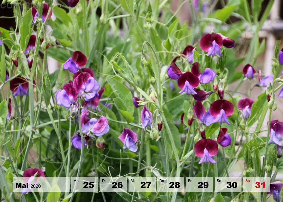 Blumen / Nr. 1 Tisch
