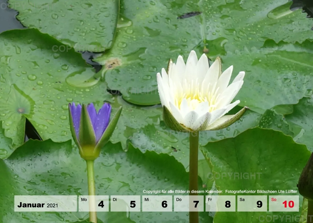Blumen / Nr. 1 Tisch