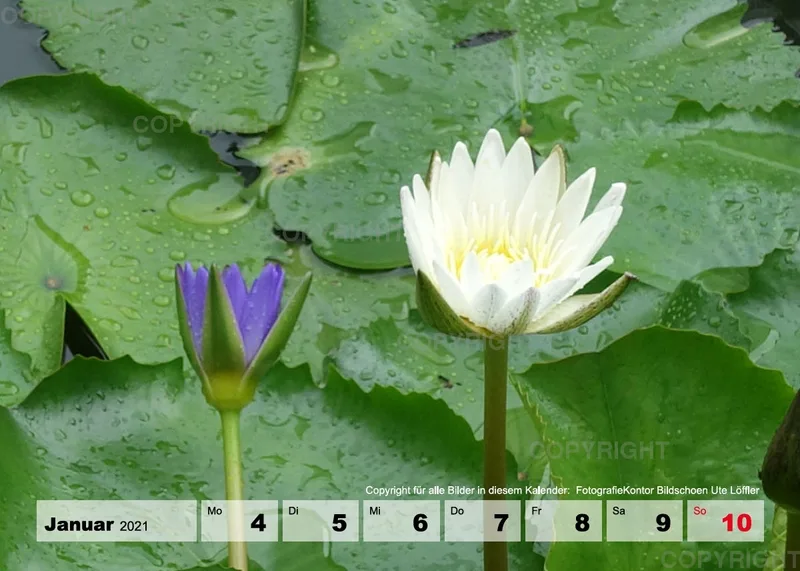 Blumen / Nr. 1 Tisch