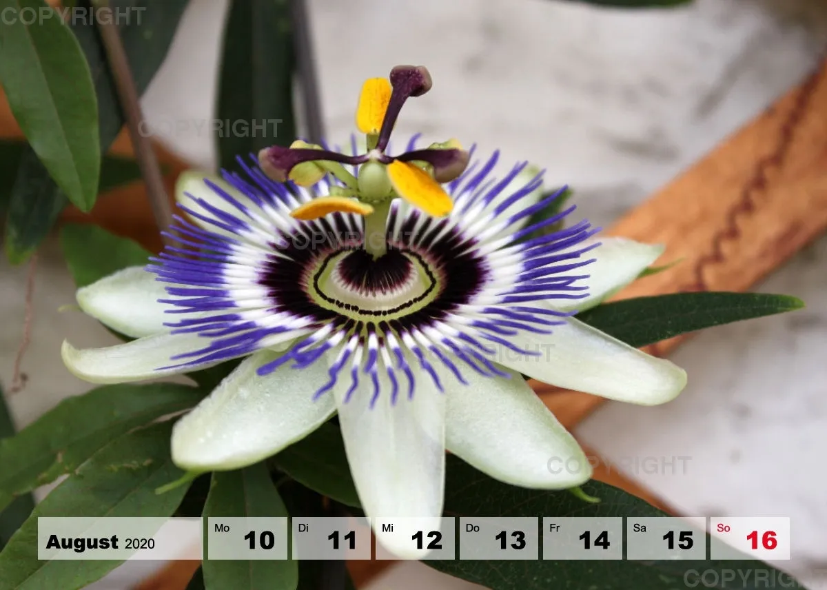 Blumen / Nr. 1 Tisch