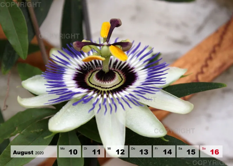 Blumen / Nr. 1 Tisch