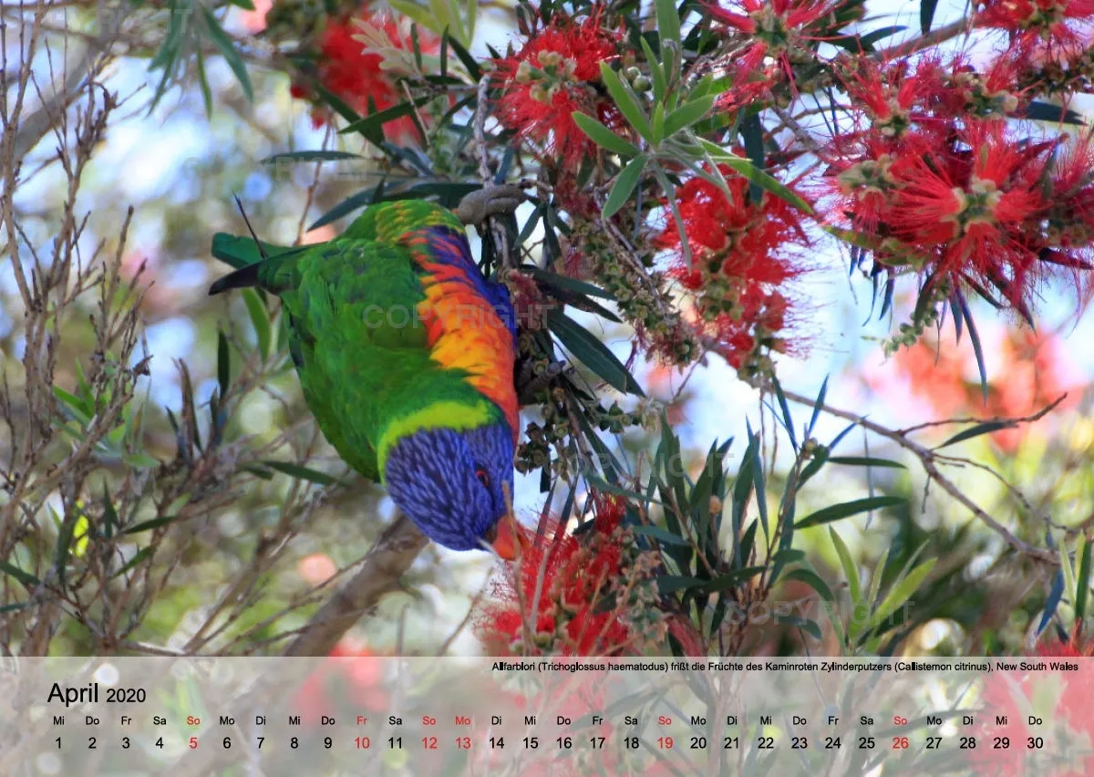 Down Under, ein Australien Kalender 2020 (A2 quer)