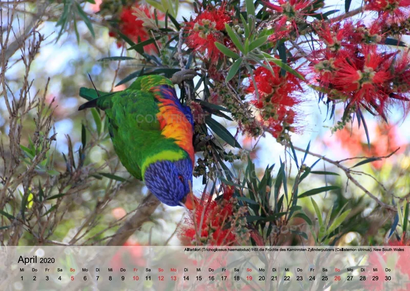 Down Under, ein Australien Kalender 2020 (A2 quer)