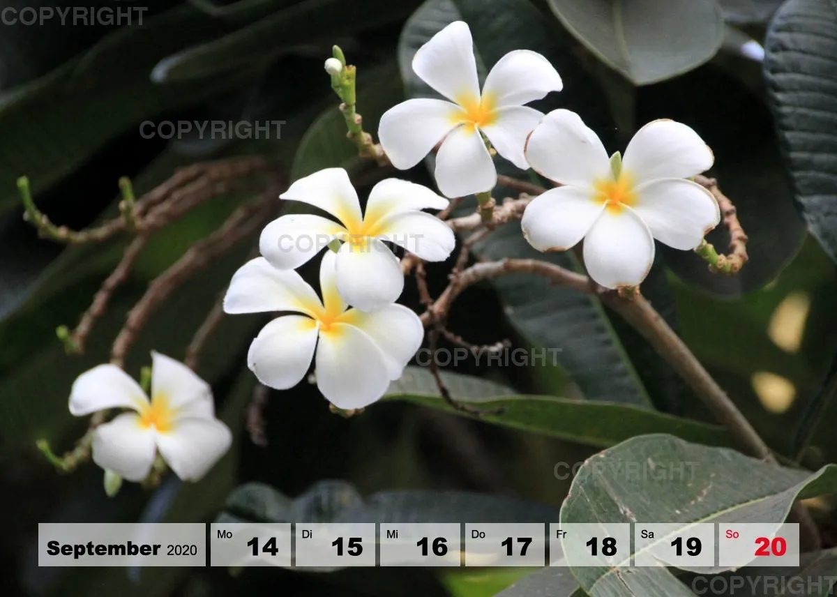 Blumen / Nr. 1 Tisch
