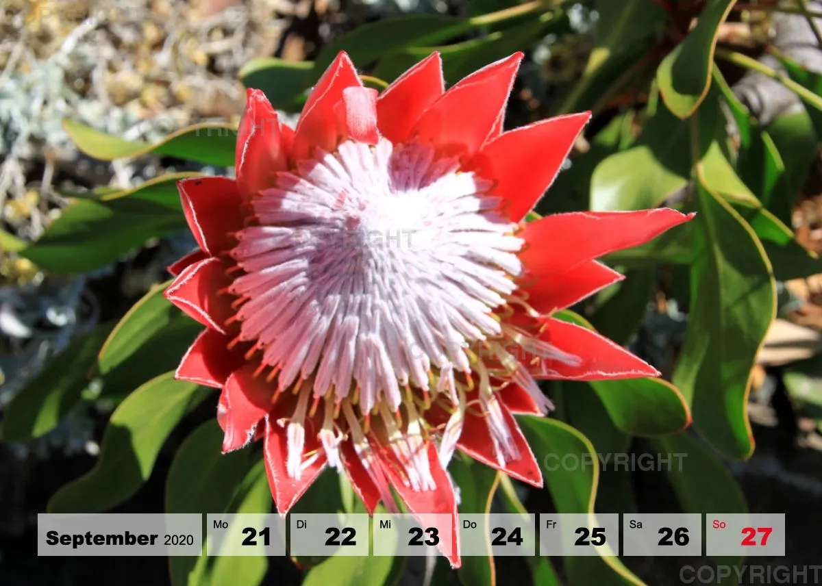 Blumen / Nr. 1 Tisch