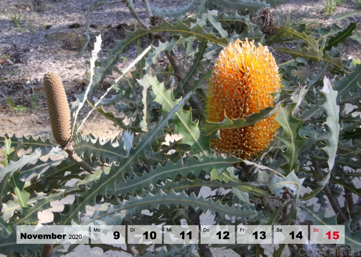 Blumen / Nr. 1 Tisch