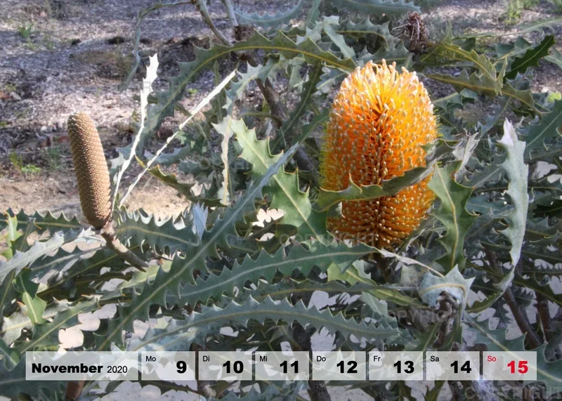 Blumen / Nr. 1 Tisch