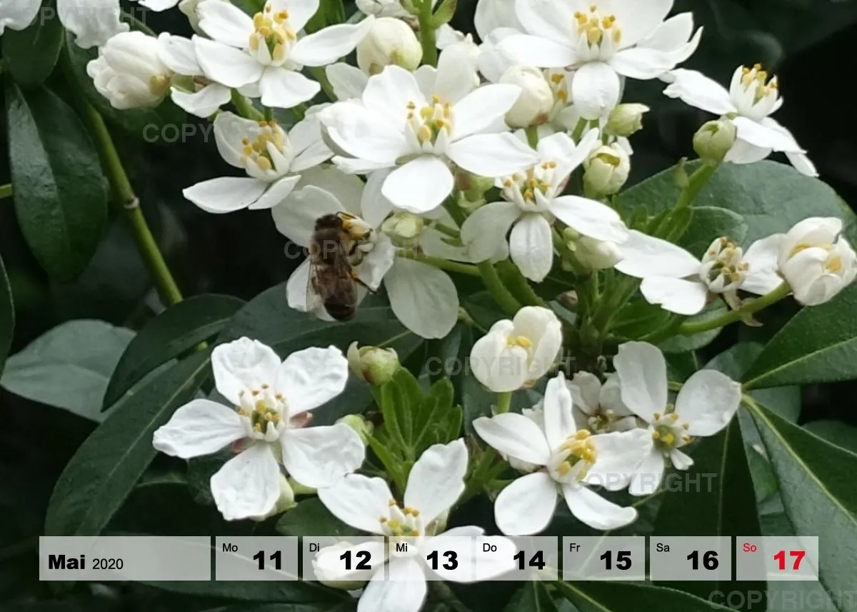 Blumen / Nr. 1 Tisch