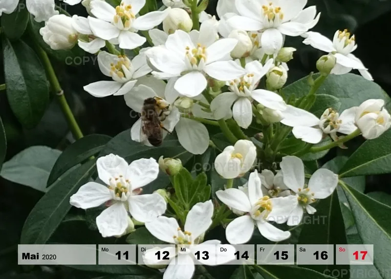 Blumen / Nr. 1 Tisch