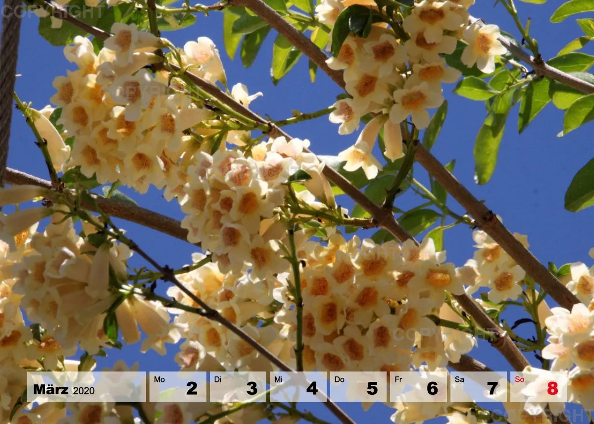 Blumen / Nr. 1 Tisch