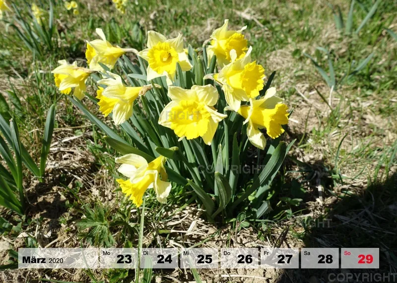 Blumen / Nr. 1 Tisch