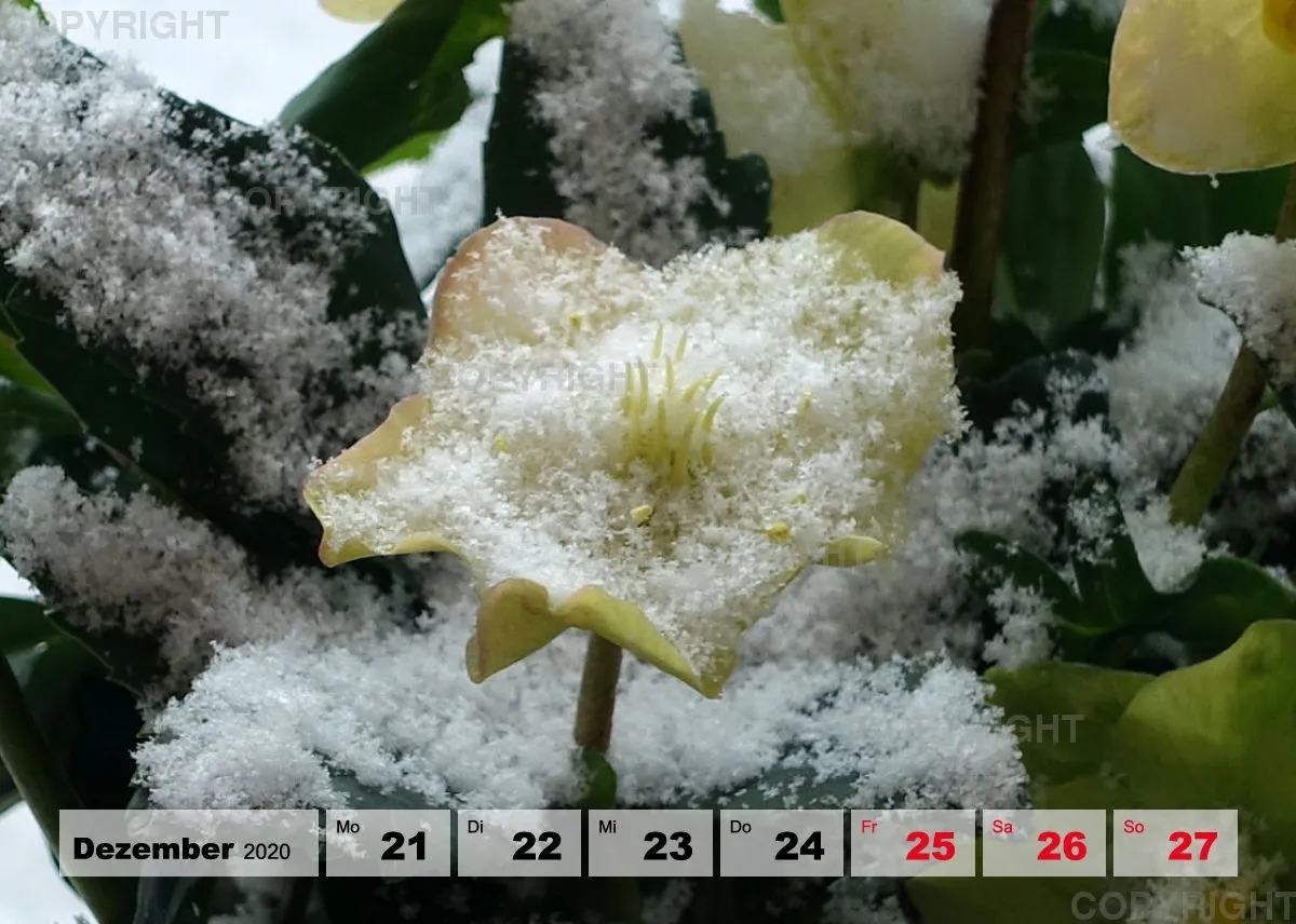 Blumen / Nr. 1 Tisch