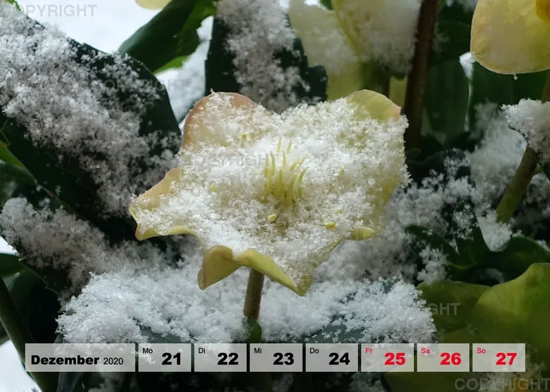 Blumen / Nr. 1 Tisch