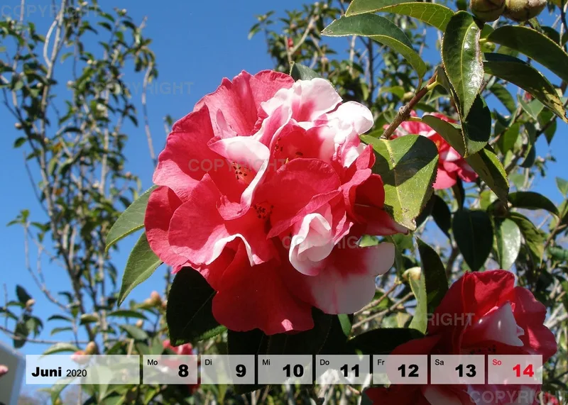Blumen / Nr. 1 Tisch