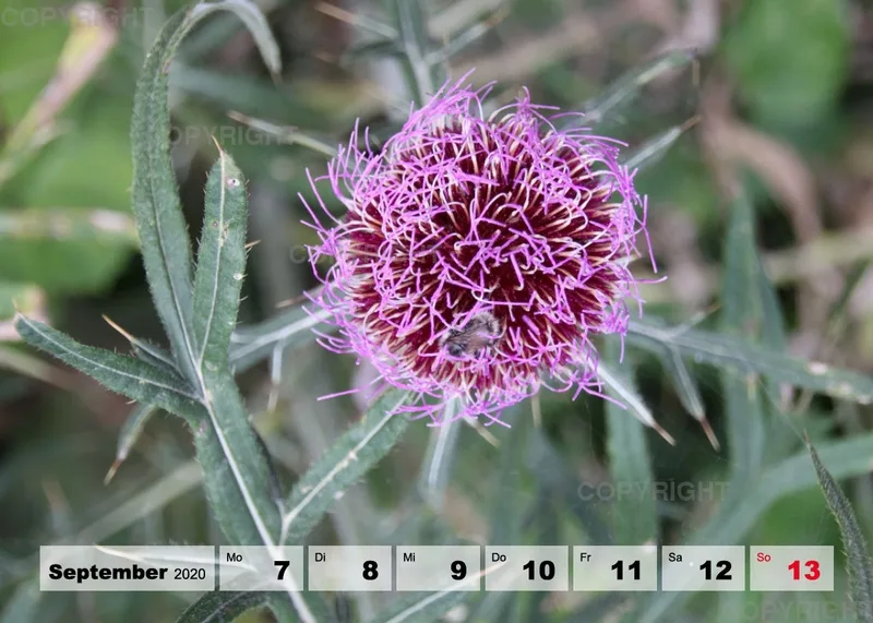 Blumen / Nr. 1 Tisch