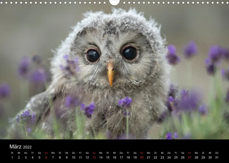 Eulenkalender 2022 Querformat