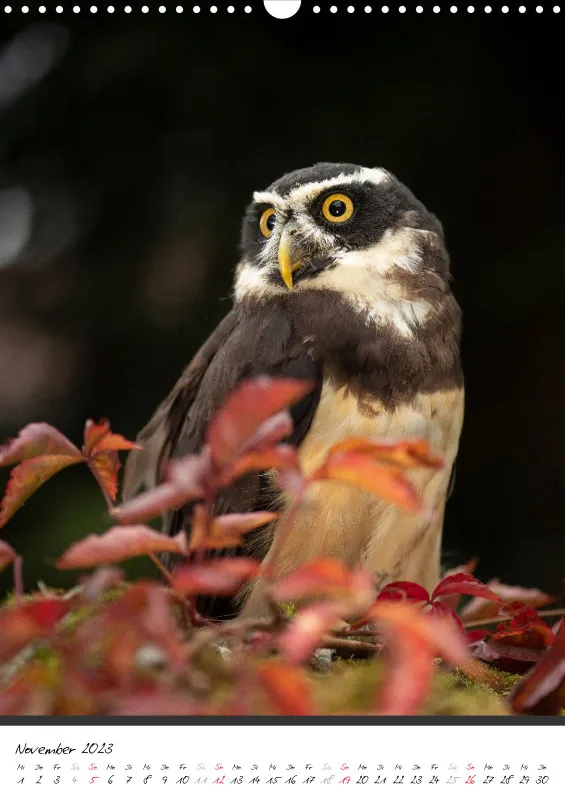 Eulenkalender hochformat 2023