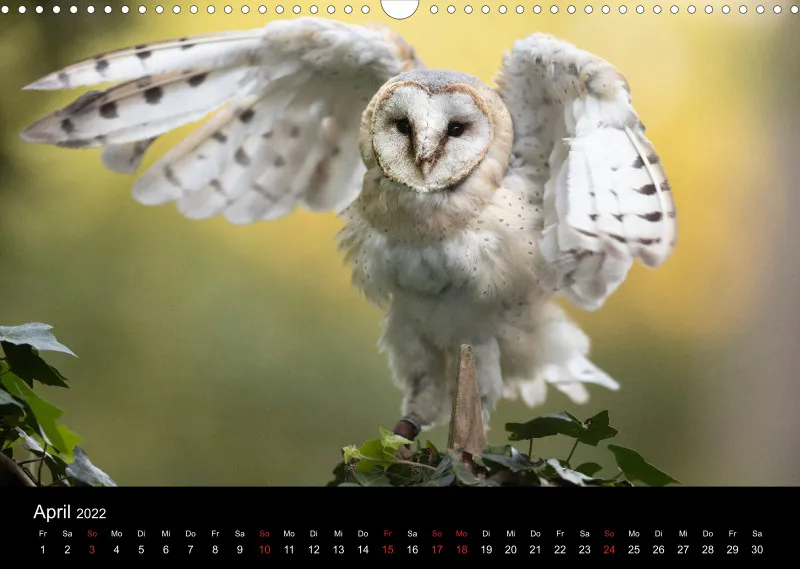 Eulenkalender 2022 Querformat